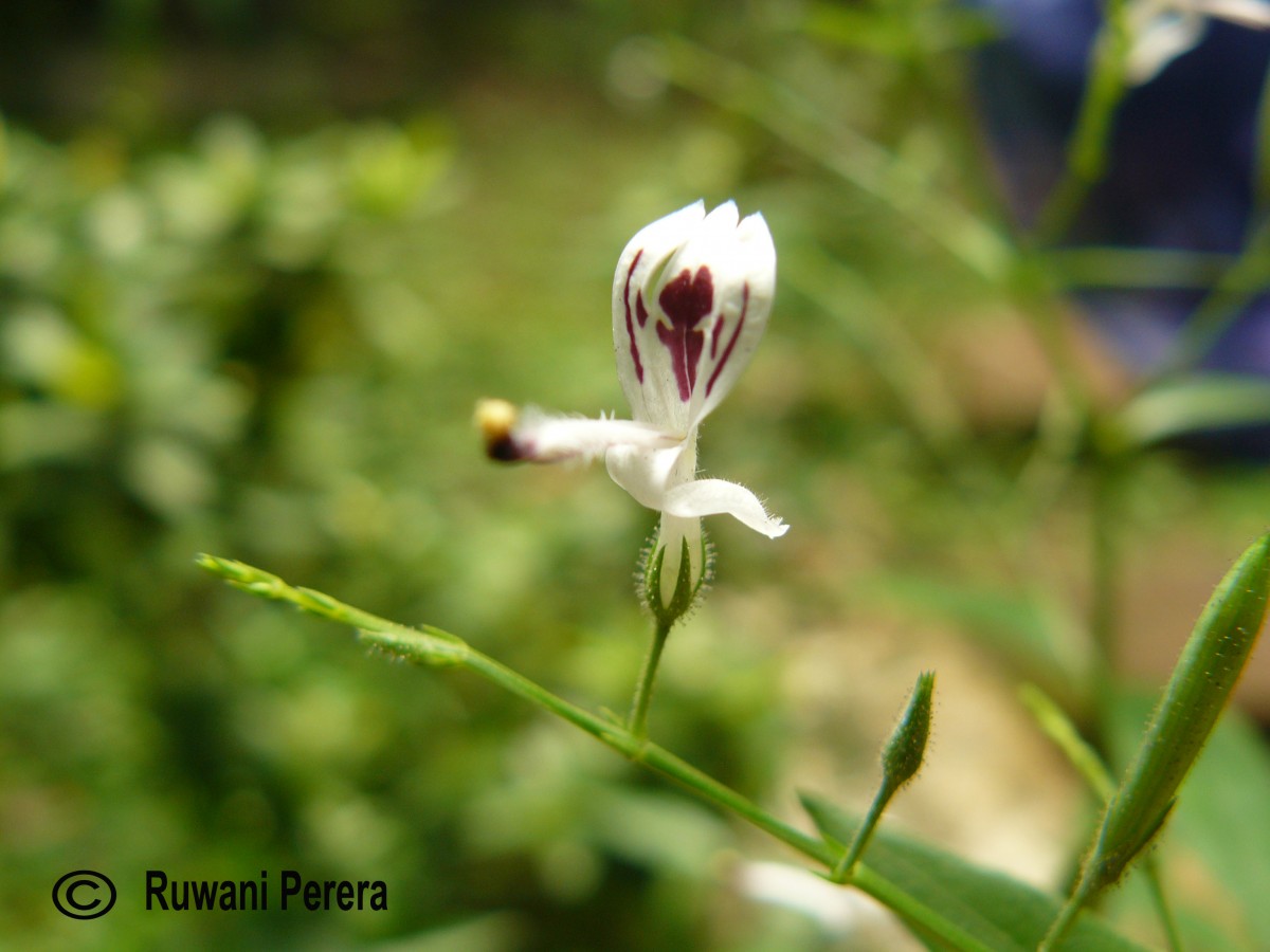 Andrographis paniculata (Burm.f.) Nees